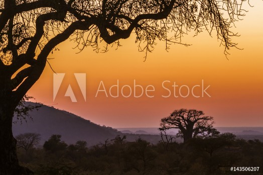 Bild på Landscape with Baobab in Kruger National park South Africa
